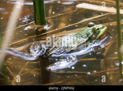 Ein Schwimmbadfrosch (Rana lessone) im Wasser, Ziegeleipark Heilbronn, Deutschland, Europa Stockfoto