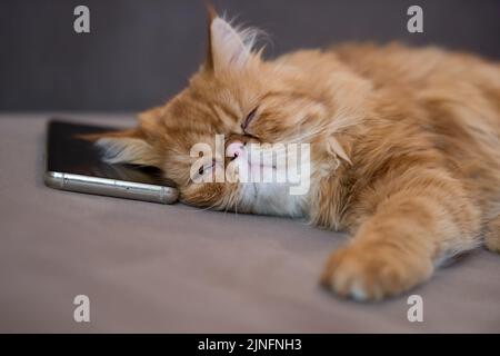 Schlafende rote Katze, die auf einem grauen Karo über einem Smartphone liegt Stockfoto