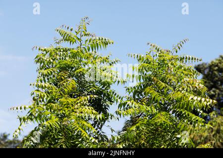 Dhaka, Bangladesch - 11. August 2022: Azadirachta indica, allgemein bekannt als Neem-Baum oder Indischer Flieder, ist ein Baum der Mahagoni-Familie Meliaceae, Dhak Stockfoto