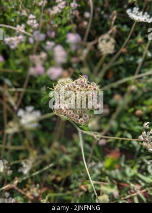 Daucus carota oder wilde Karotte in Blüte Stockfoto