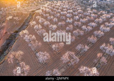 Luftaufnahme der Mandelbäume, die rund um die Stadt Arbeca blühen (Les Garrigues, Lleida, Katalonien, Spanien) ESP: Vista aérea de almendros Stockfoto