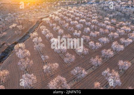 Luftaufnahme der Mandelbäume, die rund um die Stadt Arbeca blühen (Les Garrigues, Lleida, Katalonien, Spanien) ESP: Vista aérea de almendros Stockfoto