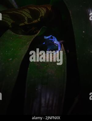 Eine vertikale Nahaufnahme eines blauen Giftpfeilfrosches, Dendrobates tinctorius. Stockfoto