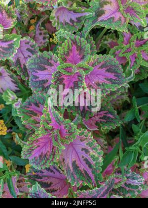 Coleus Pflanze mit rosa und grünen Blättern Stockfoto