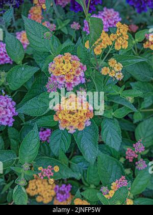 Wunderschönes Blumenbeet mit rosa und gelben winzigen Blüten und grünem, üppigem Laub Stockfoto