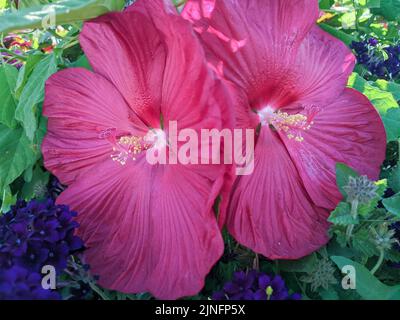 Zwei wunderschöne Hibiskusblüten inmitten einer üppigen Natur von Pflanzen und Blumen Stockfoto