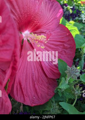 Hibiskus in voller Blüte im Blumenbeet Stockfoto
