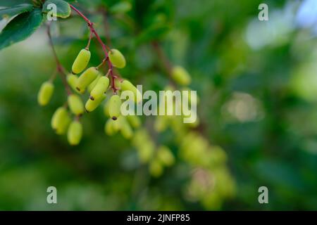 Berberbeerbusch im Frühling mit frischen grünen Blättern und kleinen gelben Blüten. Zweige von Büschen mit jungen Blättern. Hintergrundbild. Berberis Stockfoto