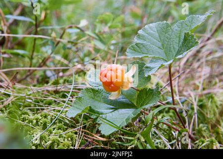 Wilde Sumpfbeeren Moltebeere reifen im Waldsumpf mitten im Sommer. Stockfoto