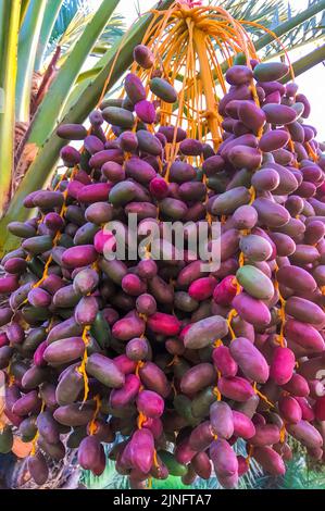 Nahaufnahme Rotdachtobst im Nizwa Oman Stockfoto
