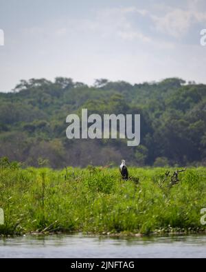 Ein afrikanischer Fischadler ruht auf einem Baum, sonniger Morgen im Murchinson Falls National Park (Uganda) Stockfoto