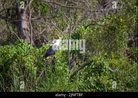 Ein afrikanischer Fischadler ruht auf einem Baum, sonniger Morgen im Murchinson Falls National Park (Uganda) Stockfoto