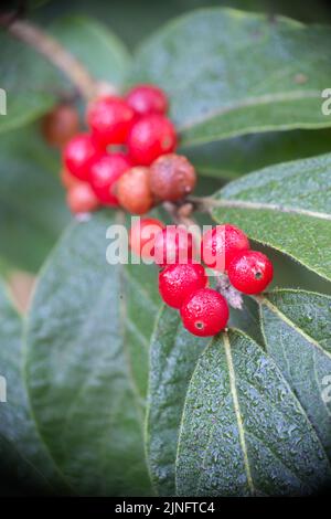 Tauige rote Holly-Beeren und Blätter an einem frühen Herbstmorgen. Stockfoto