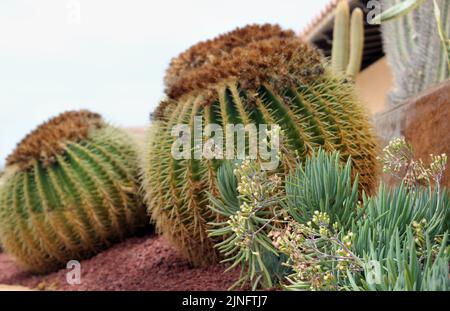Echinocactus grusonii die riesige Kanarische Schwiegermutter polstert Kakteen Stockfoto