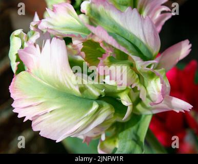 Tulipa 'Green Wave' Papagei Tulpe Lavendel rosa Blütenblätter mit Grün gespült Stockfoto