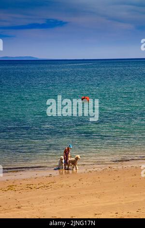 Ein Hundespaziergänger an einem geschützten Strand in Saundersfoot, Pembrokeshire, Wales, Großbritannien Stockfoto