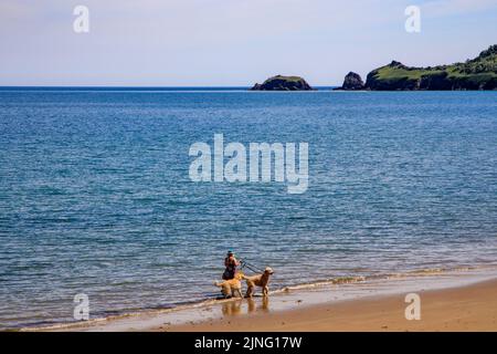 Ein Hundespaziergänger an einem geschützten Strand in Saundersfoot, Pembrokeshire, Wales, Großbritannien Stockfoto