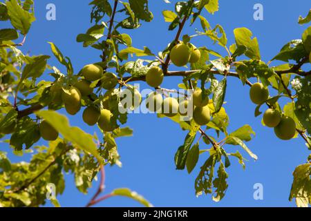 Gelbe Mirabelle-Pflaumen, die auf einem Ast wachsen, Langley Vale, Surrey, England, UK, Juli 2022 Stockfoto