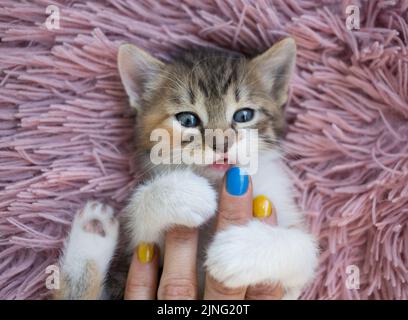 Niedliches weiß-braunes Kätzchen liegt auf ihrem Rücken auf einem rosa weichen Kissen. Die Hand einer Frau mit gelb-blauen Nägeln streichelt ihn. Rest der Hauskatze, gemütlich Stockfoto