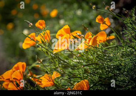 Lebendige kalifornische Mohnblumen in der Sommersonnenscheinung, mit einer geringen Schärfentiefe Stockfoto