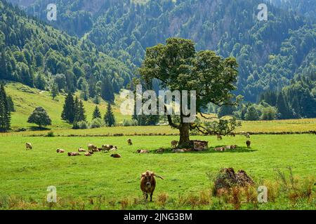 Viehherde auf einer Weide mit altem Ahornbaum im Gunzesriedtal, Allgäuer Alpen, Bayern, Deutschland Stockfoto