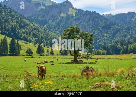 Viehherde auf einer Weide mit altem Ahornbaum im Gunzesriedtal, Allgäuer Alpen, Bayern, Deutschland Stockfoto