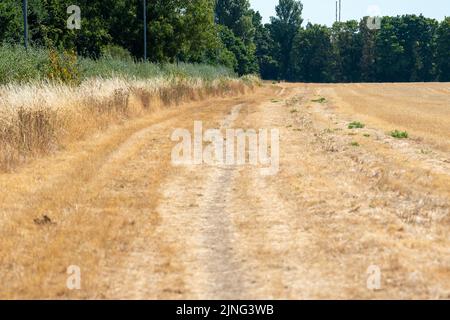 Eton, Windsor, Britannien. 11.. August 2022. Weizenstoppel auf einem Feld in Eton. Da der Boden immer trockener wird, ist das Risiko von Bränden in ganz England stark gestiegen. Die britische Gesundheitsbehörde hat heute bis Samstag eine Warnung zur Hitzeentwicklung ausgegeben, da eine weitere Hitzewelle zurückkehrt. Quelle: Maureen McLean/Alamy Live News Stockfoto