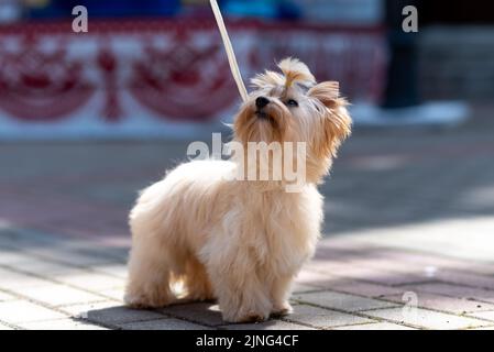 Yorkshire Terrier, goldene Farbe, mit einer Schleife auf dem Kopf. Hochwertige Fotos Stockfoto