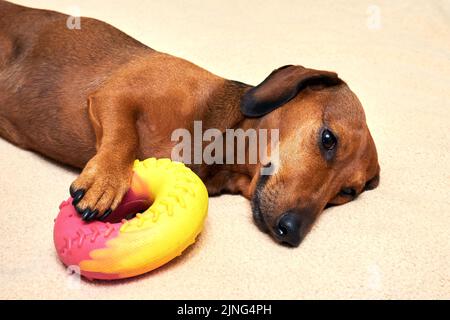 Hund mit seinem Lieblingsspielzeug. Roter Dackel liegt auf seiner Seite mit einem Gummispielzeug Stockfoto