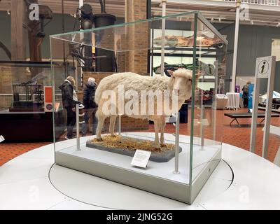 Ein geklonter Schafswagen im Edinburgh National History Museum Stockfoto