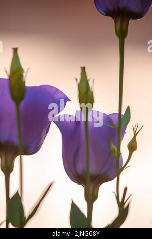 Blumen, Viper Gras, Echium plantagineum. Stockfoto