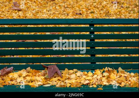 Pflanze, Maidenhair Baum, Ginkgo biloba. Stockfoto