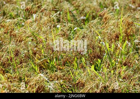 Golden Millets Feld in der reifen Saison Stockfoto