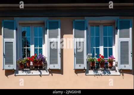 Blumen auf der Fensterbank, Geranium. Stockfoto