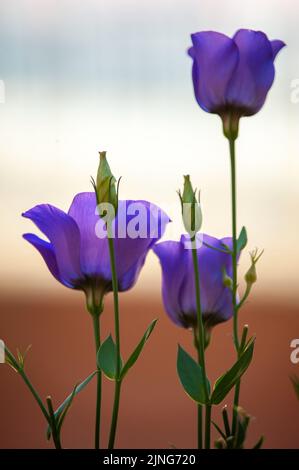 Blumen, Viper Gras, Echium plantagineum. Stockfoto