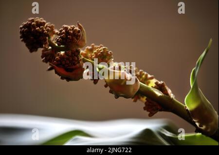 Blumen, Pflanze, Glücksstamm, Dracaena fragrans. Stockfoto