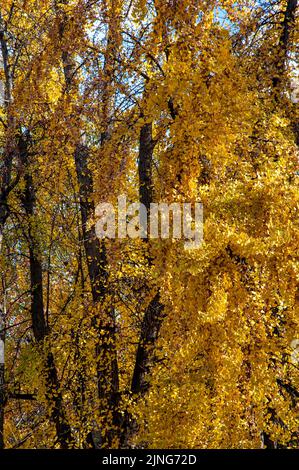 Pflanze, Maidenhair Baum, Ginkgo biloba. Stockfoto