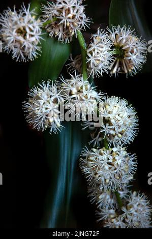 Blumen, Pflanze, Glücksstamm, Dracaena fragrans. Stockfoto