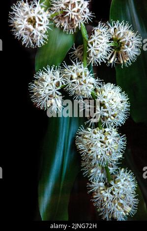 Blumen, Pflanze, Glücksstamm, Dracaena fragrans. Stockfoto