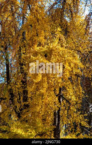 Pflanze, Maidenhair Baum, Ginkgo biloba. Stockfoto