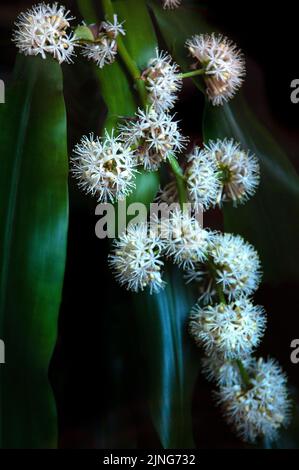 Blumen, Pflanze, Glücksstamm, Dracaena fragrans. Stockfoto