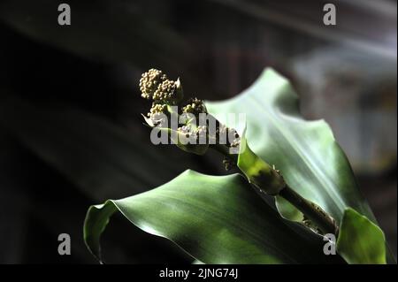 Blumen, Pflanze, Glücksstamm, Dracaena fragrans. Stockfoto