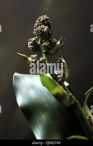 Blumen, Pflanze, Glücksstamm, Dracaena fragrans. Stockfoto