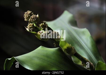 Blumen, Pflanze, Glücksstamm, Dracaena fragrans. Stockfoto