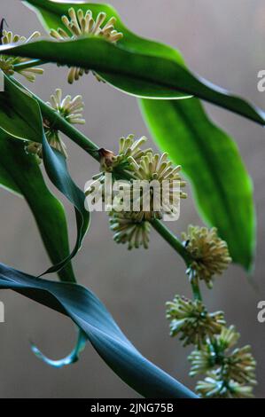 Blumen, Pflanze, Glücksstamm, Dracaena fragrans. Stockfoto