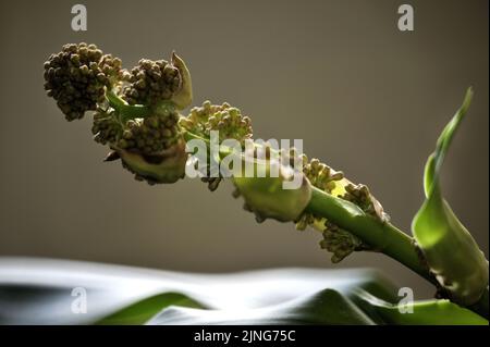 Blumen, Pflanze, Glücksstamm, Dracaena fragrans. Stockfoto