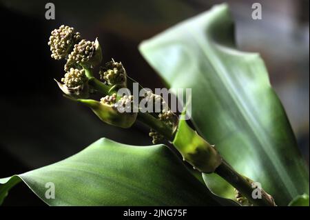 Blumen, Pflanze, Glücksstamm, Dracaena fragrans. Stockfoto