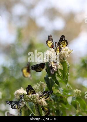 Eine vertikale Nahaufnahme von Delias pasithoe, den roten Isebel-Schmetterlingen auf Blumen. Stockfoto