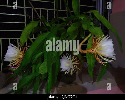 Epiphyllum oxypetalum, der Pfeifenkaktus des Holländers, Prinzessin der Nacht oder Königin der Nacht, ist eine Kaktusart Stockfoto