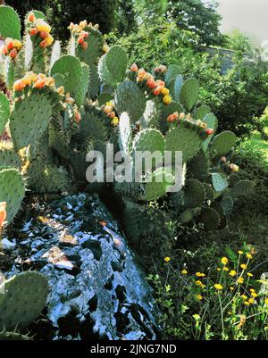 Kaktusbirne, Opuntia ficus indica. Stockfoto